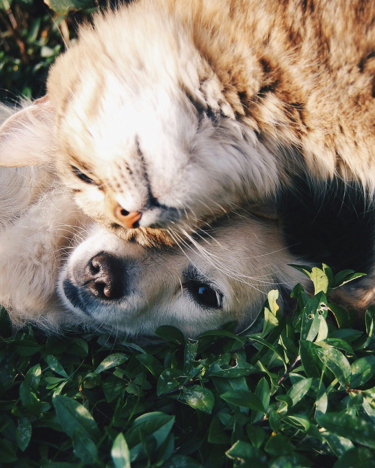 A dog and a cat nuzzling affectionately together on sunlit grass