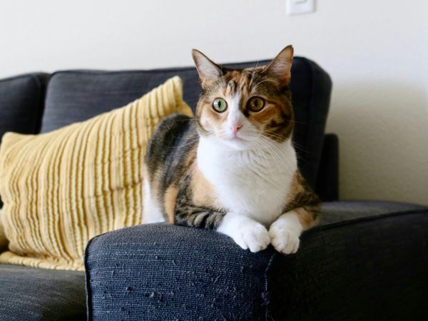 A cat relaxing at home during a daily visit