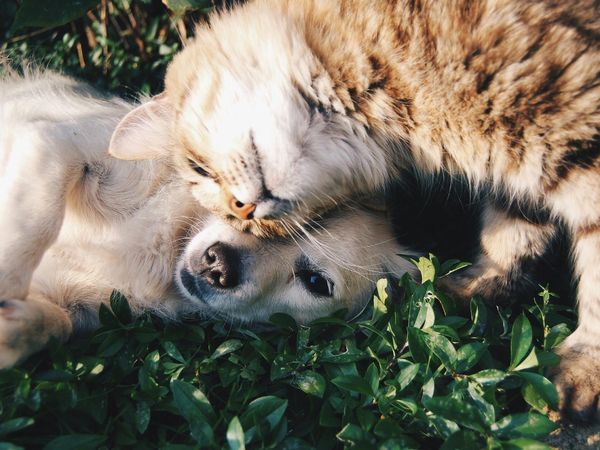 Two cats curled up together during overnight care