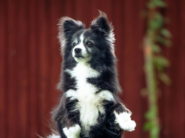 A border collie outdoors, cared for by Wander Paws