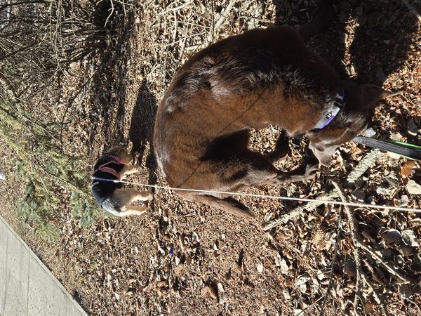 A dog out in nature on a long-distance trip