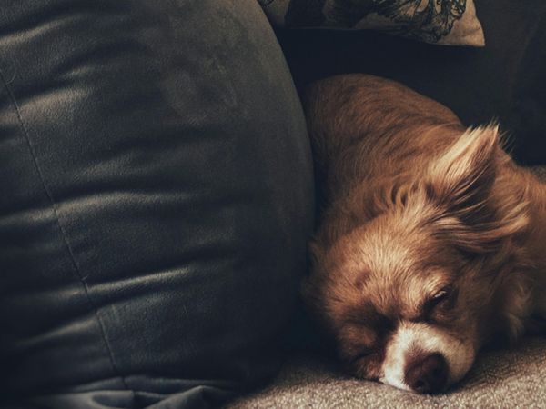A dog resting cozily during an overnight stay